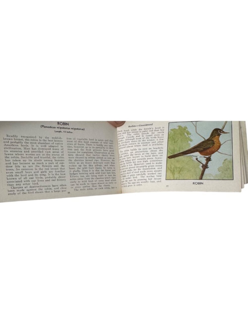 Vintage 1931 "The Green Book Of Birds Of America" By Frank G. Ashbrook - Picture 14 of 16
